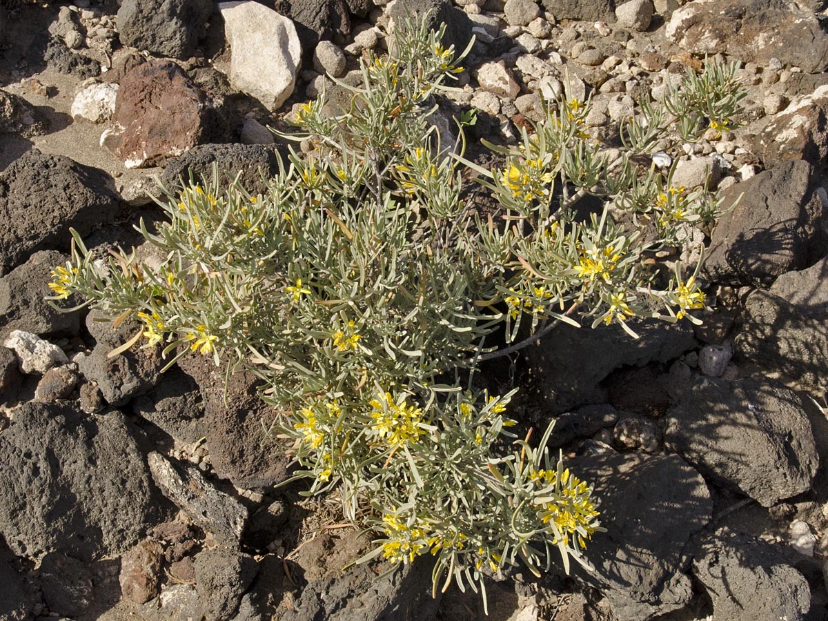 Neochamaelea pulverulenta